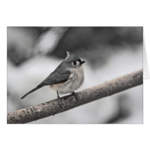 Cartão Dia da Cinza de Titmouse Tufado