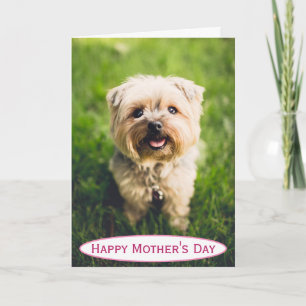 Cartão Dia de as mães Cachorro Mãe do Mundo Melhor Foto d