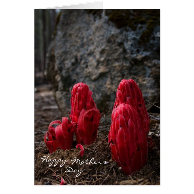 Cartão Dia de as mães do Flor de Neve (Frente)