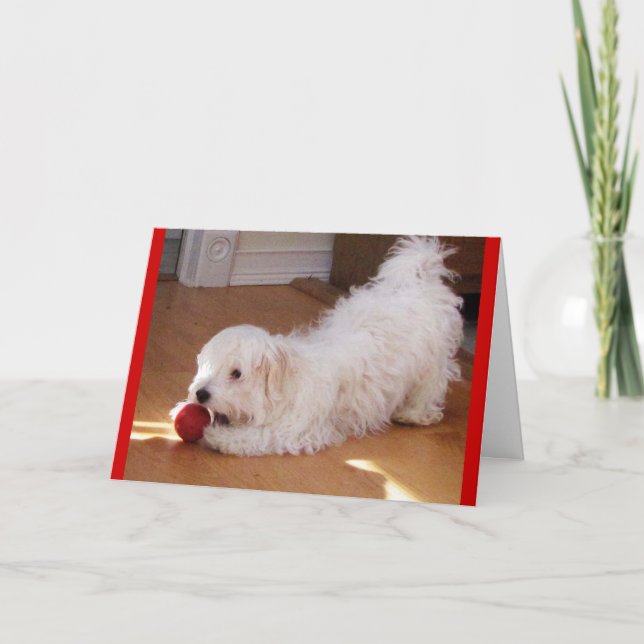 Cartão Dia de as mães Feliz - Cãozinho Havanês (Frente)