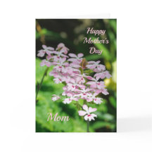 Dia de as mães Orchids