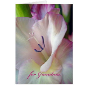 Cartão Dia de as mães para a vovó, Foto Gladiolus Rosa