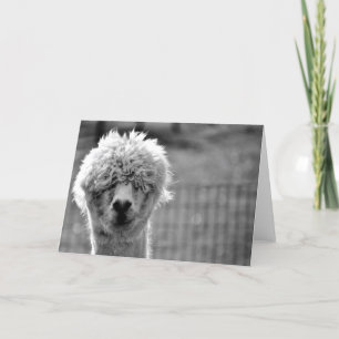 Cartão Dia de Cabelo Mau - Placa Alpaca