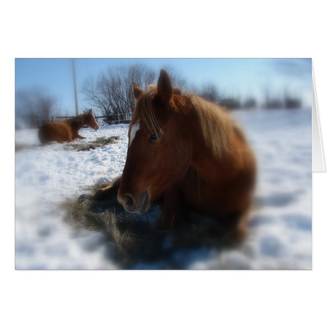 Cartão Dia de inverno preguiçoso (Frente Horizontal)