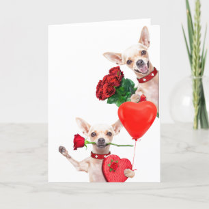 Cartão dia de os namorados Cute Engraçado Chihuahuas com