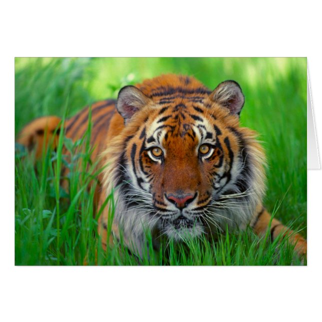 Cartão Dia de os pais Feliz (Frente Horizontal)