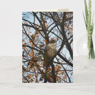 Cartão Dia do falcão