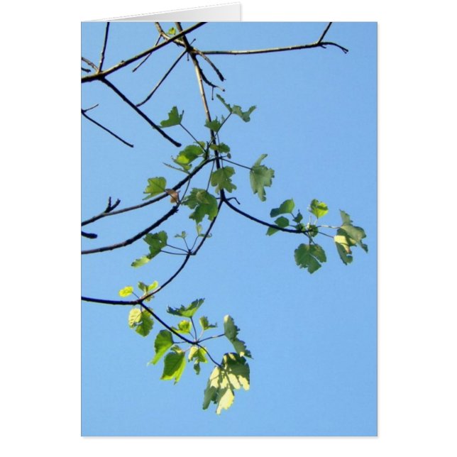 Cartão Dia do Sol (Frente)