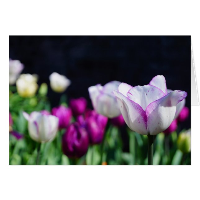 Cartão Dia do Sol! (Frente Horizontal)