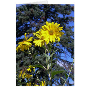 Cartão Dia ensolarado!