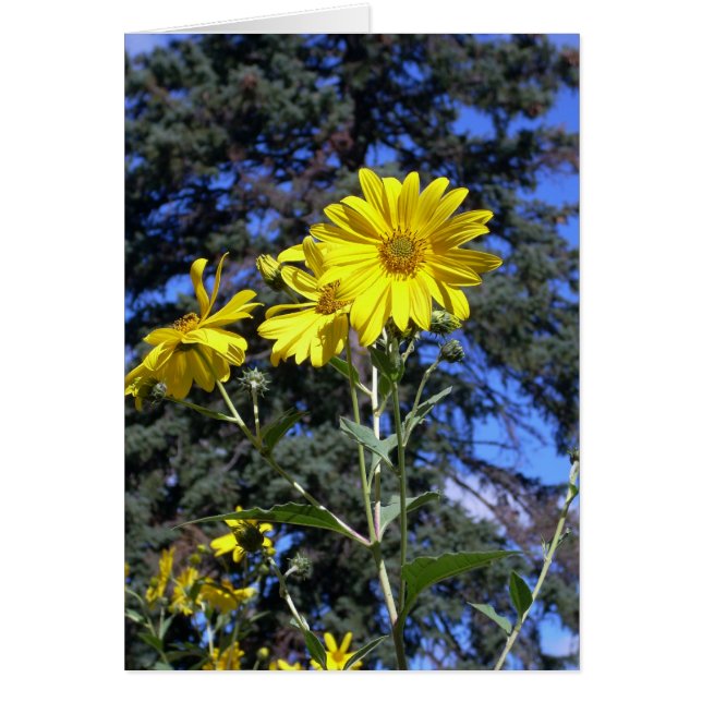 Cartão Dia ensolarado! (Frente)