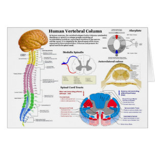 Cartão Diagrama da coluna vertebral humana