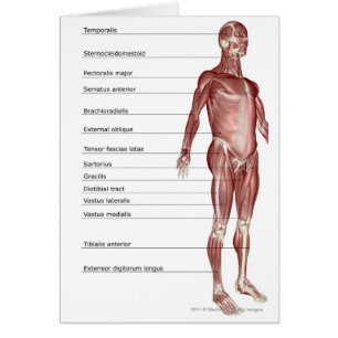 Cartão Diagrama do sistema muscular