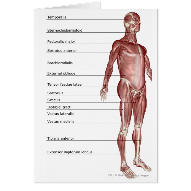 Cartão Diagrama do sistema muscular (Frente)