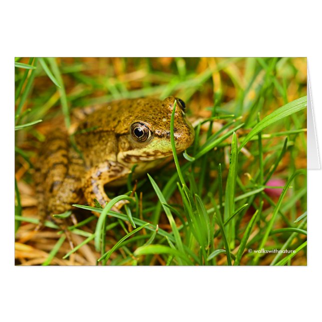 Cartão Diálogo Unidirecional Quirky com um Sapo Verde Peq (Frente Horizontal)