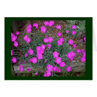 Cartão Dianthus Rosa
