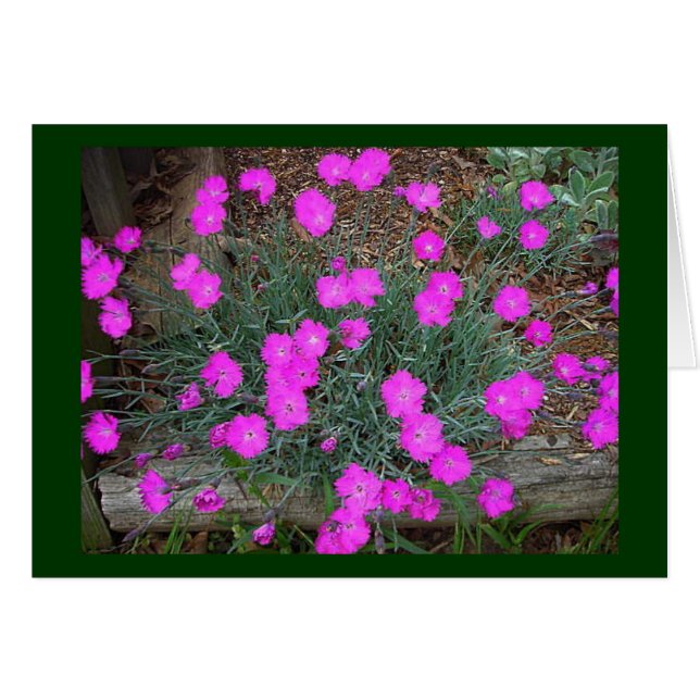 Cartão Dianthus Rosa (Frente Horizontal)