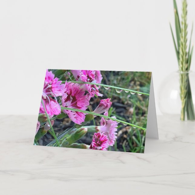 Cartão Dianthus Rosa Simpatia Com Gotículas de Água (Frente)