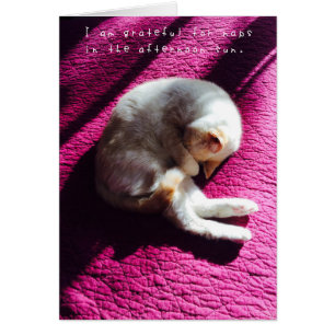 Cartão Diário surpreendente das aventuras de Amelia