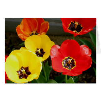 Cartão Dica através do...