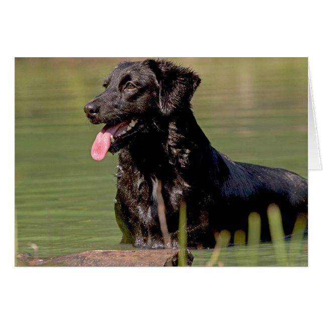 Cartão dieta legal (Frente Horizontal)