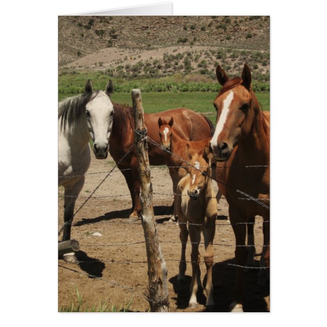 Cartão Diga queijo...! (Frente)