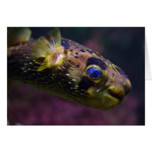 Cartão Diodon holocanthus