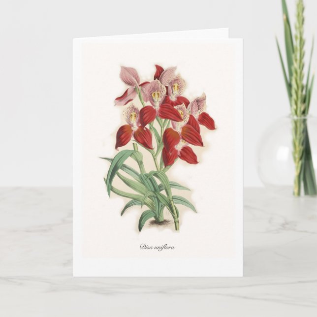 Cartão Disa uniflora (Frente)