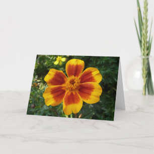 Cartão Disco Marigold Orange and Red Summer Flower