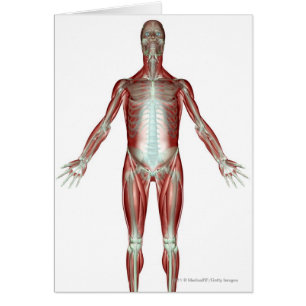 Cartão Disposição de todos os músculos no corpo humano