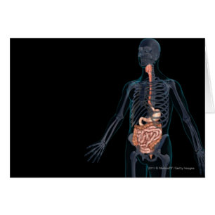 Cartão Disposição do sistema digestivo humano