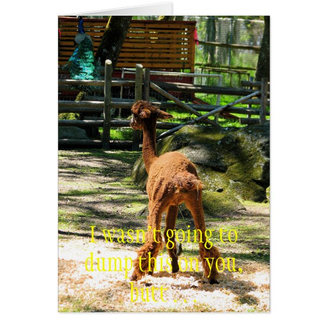 Cartão Divertimento da alpaca (Frente)