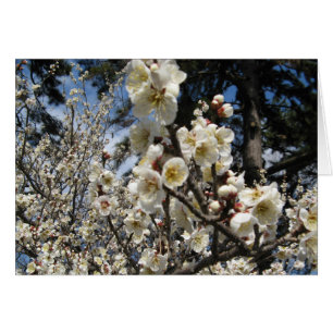 Cartão ） Do 桜 do （branco da flor de cerejeira/Sakur
