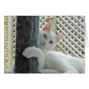 Cartão do abraço da serenidade