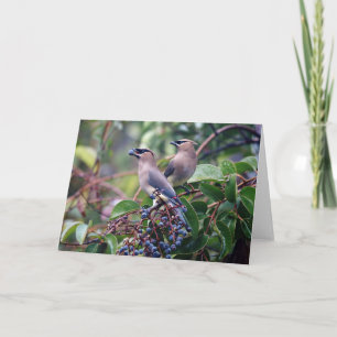 Cartão do almoço do pássaro (vazio para dentro)