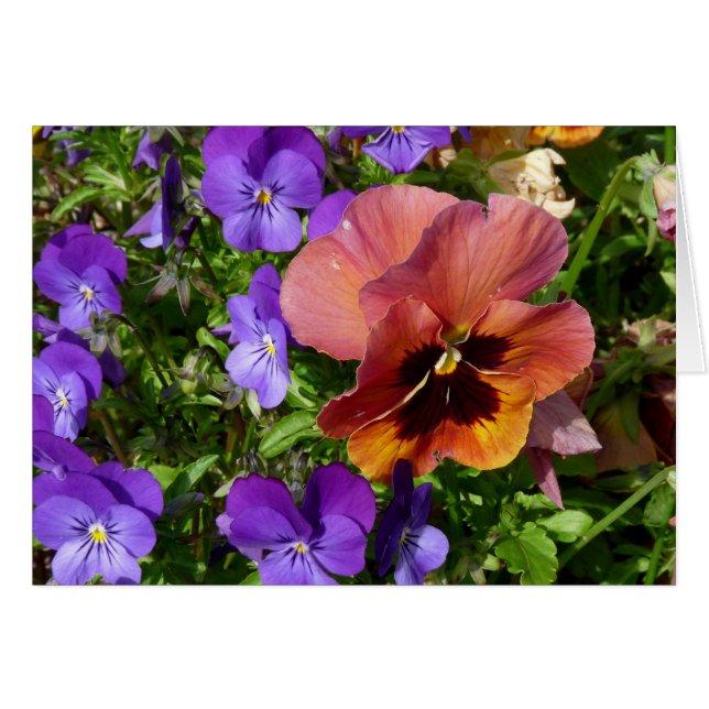 Cartão do amor perfeito e das violetas (Frente Horizontal)