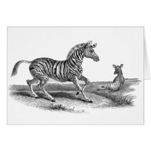 Cartão do animal da zebra e do potro da arte do