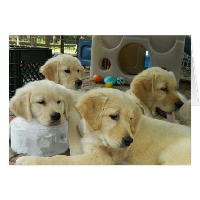 Cartão do bloco de gelo (Frente Horizontal)