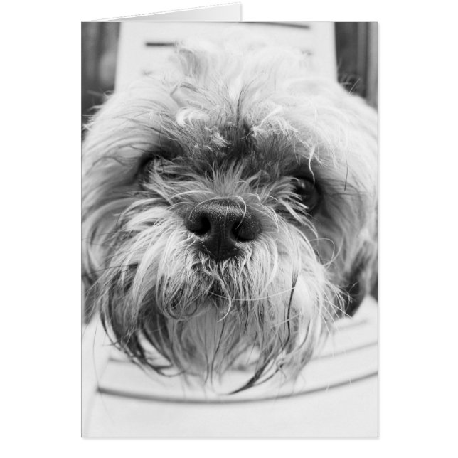 Cartão do cachorrinho (Frente)