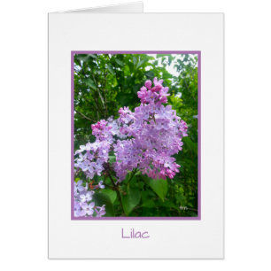 Cartão Do "cartão da coleção da retirada jardim" de BJ