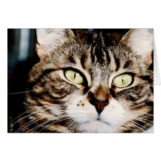 Cartão do close up dos olhos de gato