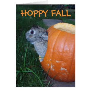 CARTÃO DO COELHO DA QUEDA