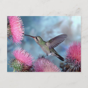 Cartão do colibri