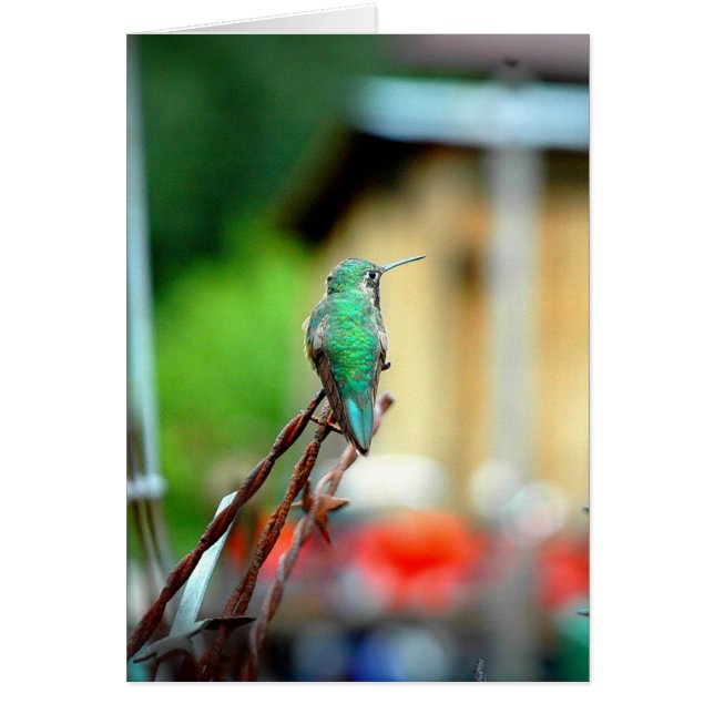 Cartão do colibri de Buena Vista Colorado (Frente)
