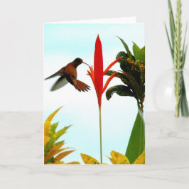 Cartão do colibri (pose 1)
