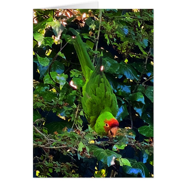 Cartão do Conure de Cabeça Cereja #1 (Frente)