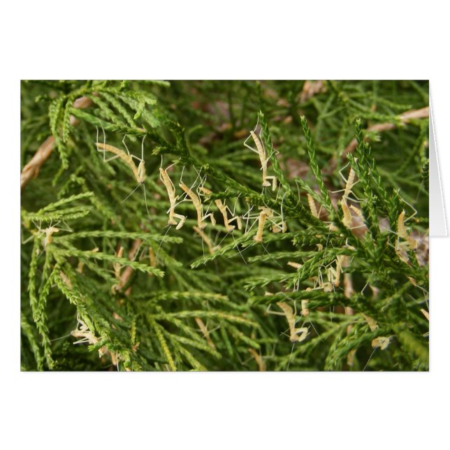 Cartão do ~ da louva-a-deus do bebê (Frente Horizontal)