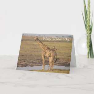 Cartão do Dia das Mães Girafa
