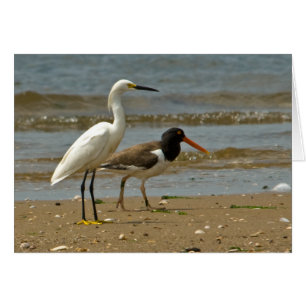 Cartão do Egret e da pega-do-mar