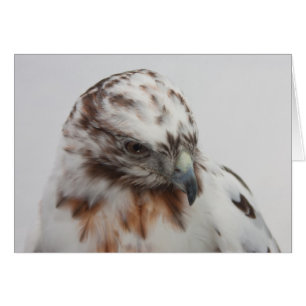 Cartão do falcão